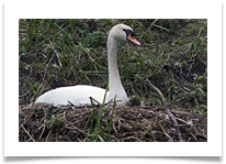 NESTING SWAN - Jan Hodson